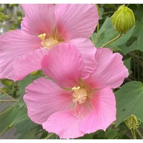 家裡種芙蓉|【家庭有菜】芙蓉種子天然或人工育苗，以及賺取外快的方法